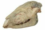 Fossil Horse (Mesohippus) Skull - South Dakota #192034-1